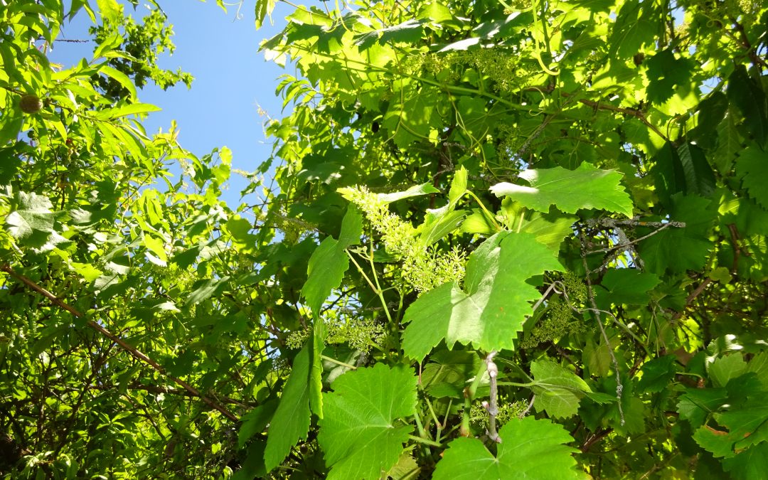 Des raisins dans le pêcher