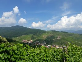 Dans un bain de vignes