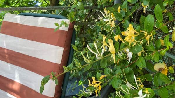 n'ayez pas peur du végétal, ici il vous ennivre