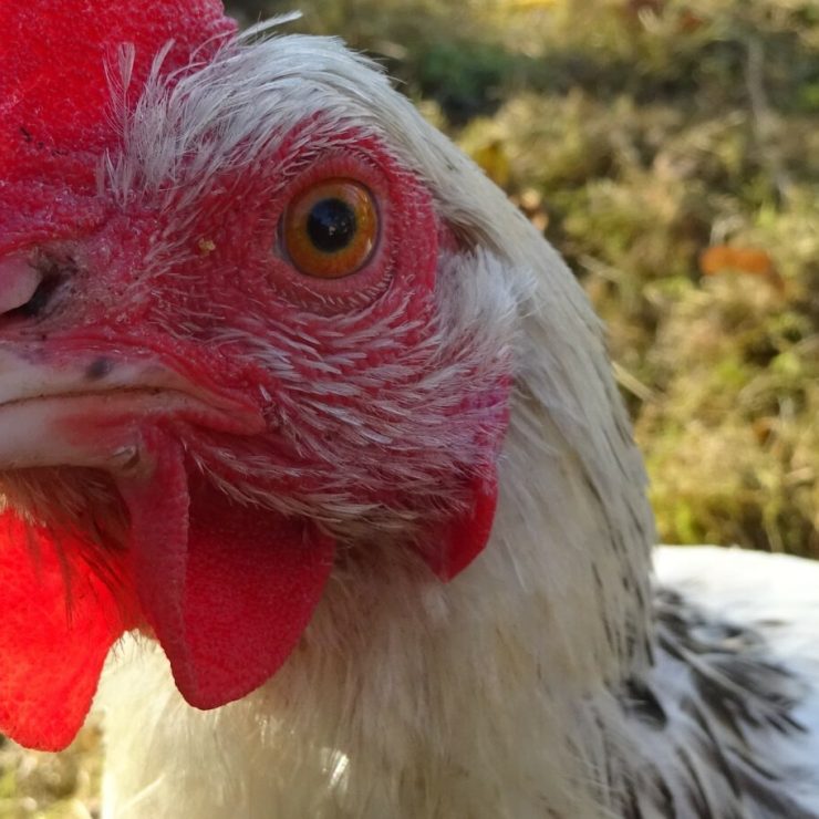 Que du réjouissant !